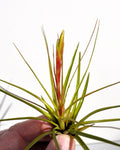 Tillandsia tricolor [small]