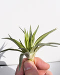Tillandsia plagiotropica