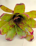 Neoregelia 'Guinea'