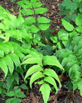 Cyrtomium falcatum (feto-azeche)