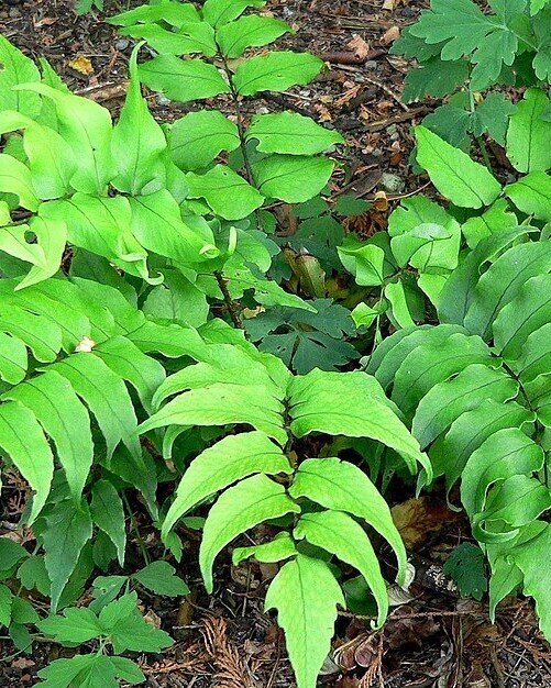 Cyrtomium falcatum (feto-azeche)
