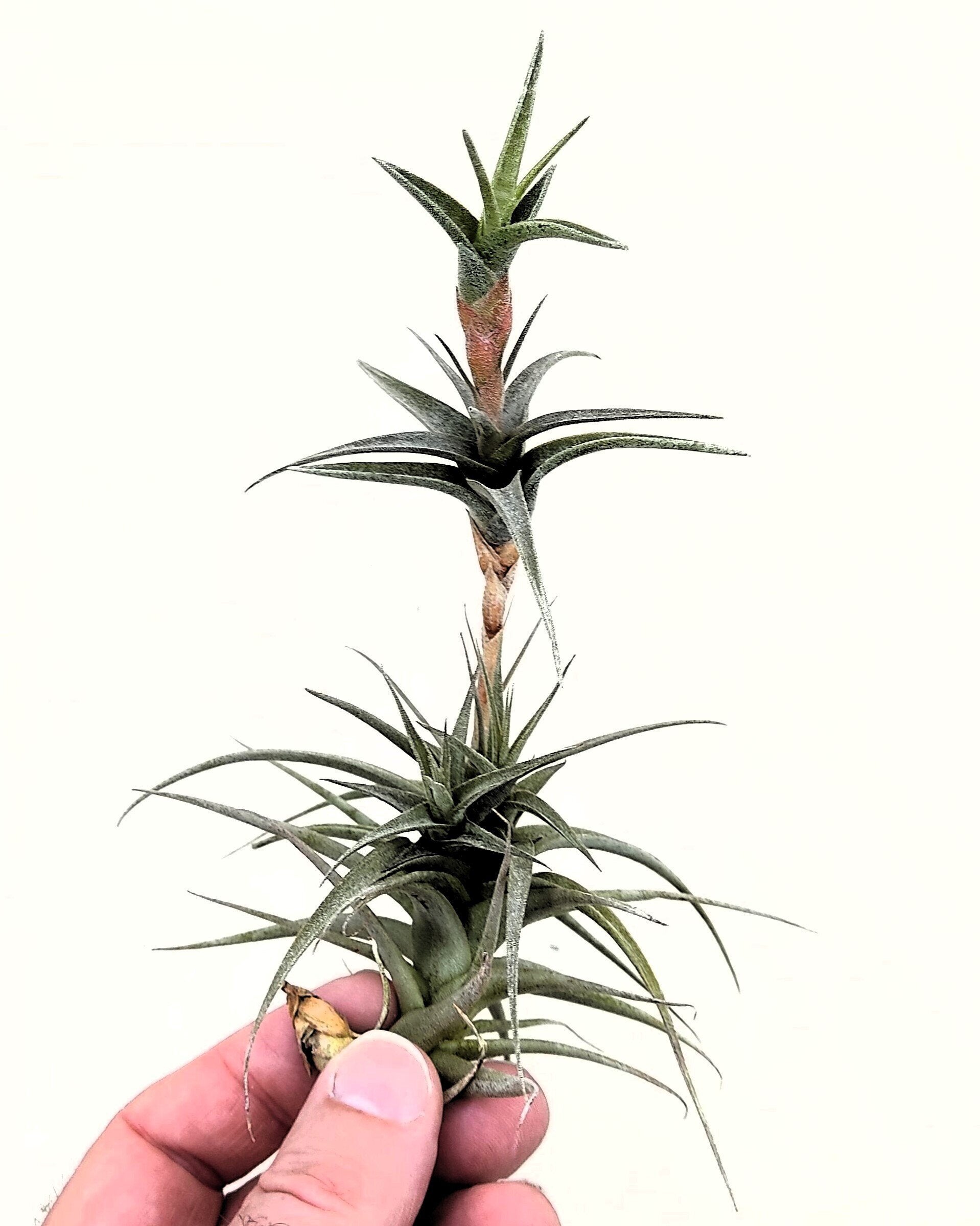 Tillandsia latifolia vivípara