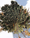 Selaginella lepidophylla (planta-da-ressurreição, "rosa-de-jericó")