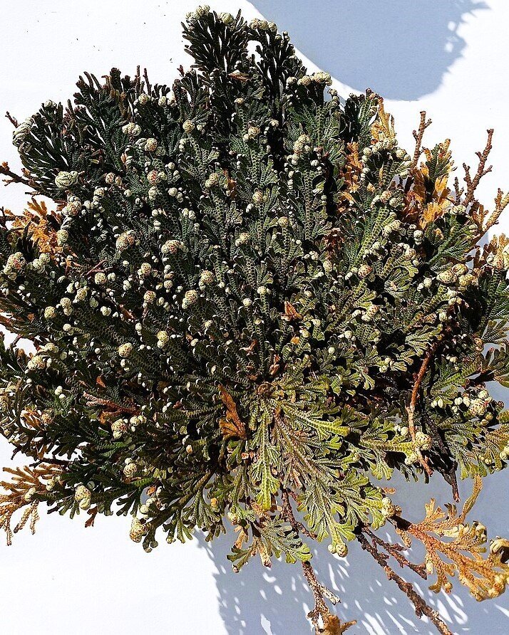 Selaginella lepidophylla (planta-da-ressurreição, "rosa-de-jericó")