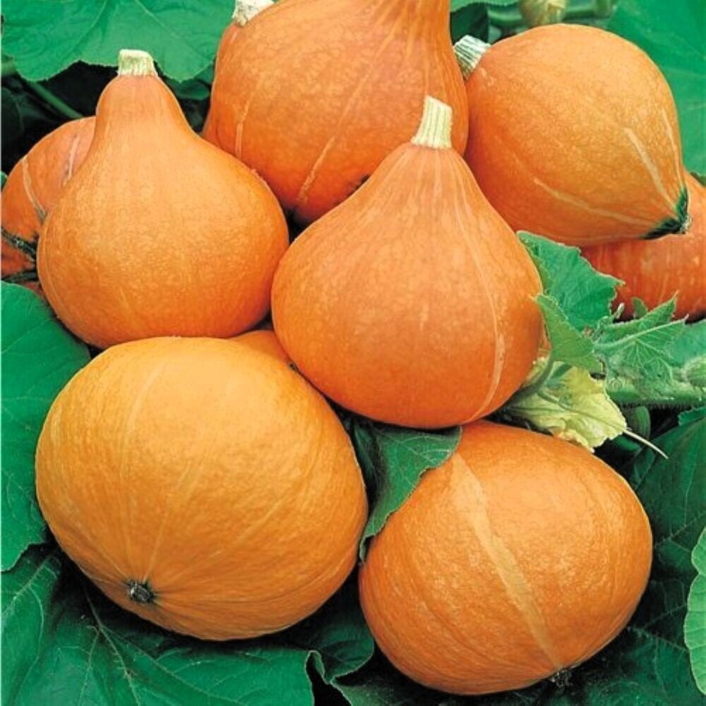 Cucurbita maxima 'Potimarron' (calabaza potimarron) - Semillas