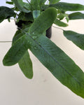 Phlebodium aureum 'Blue Star' (feto-azul)