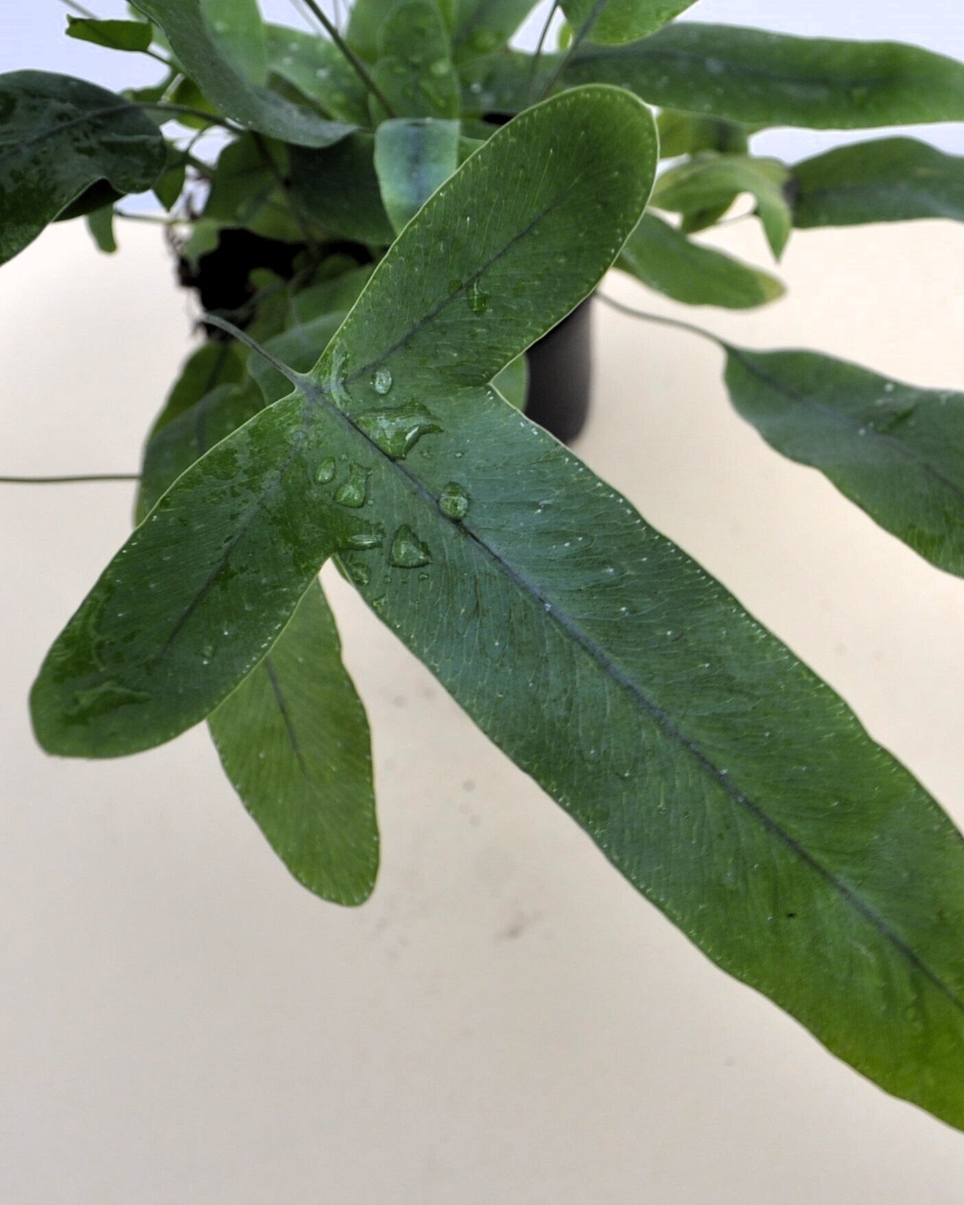 Phlebodium aureum 'Blue Star' (feto-azul)
