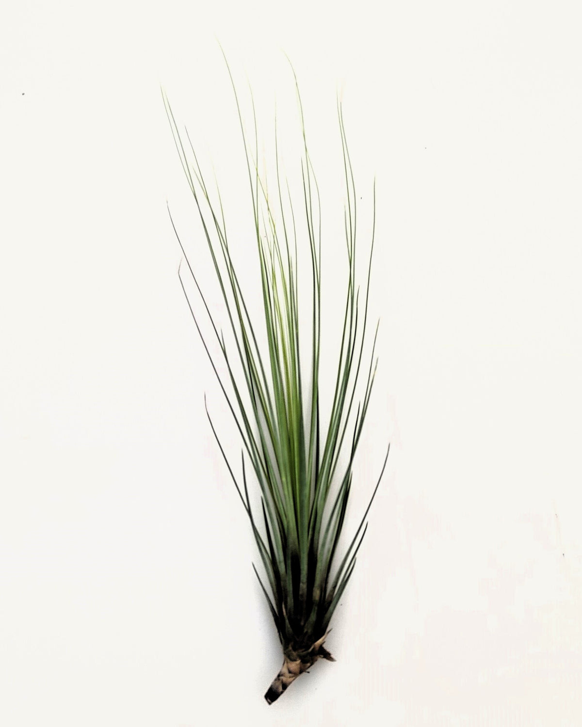 Tillandsia juncifolia