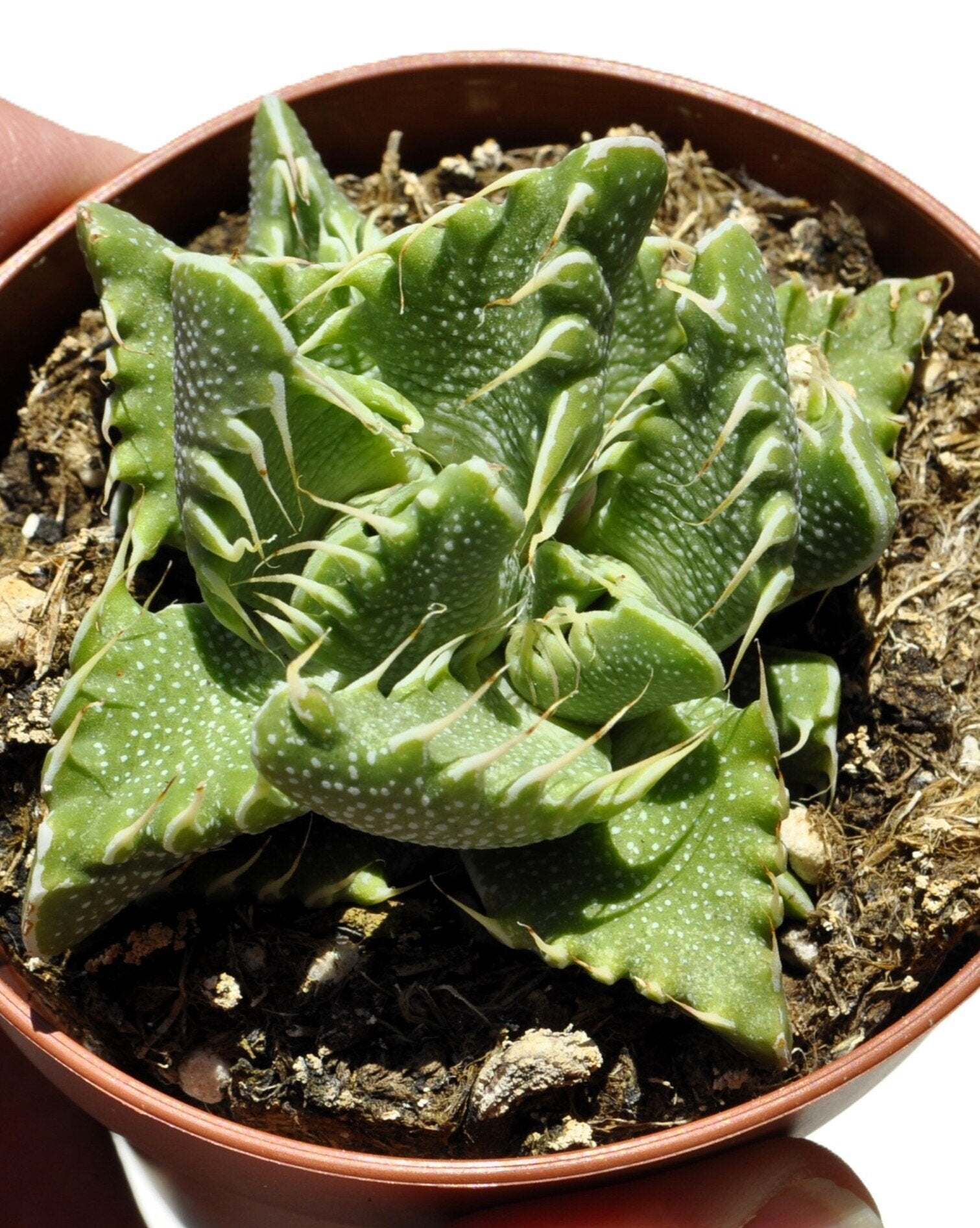 Faucaria tigrina (boca-de-tigre)
