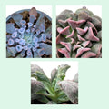 Lote Echeverias Curiosas - 3 ejemplares