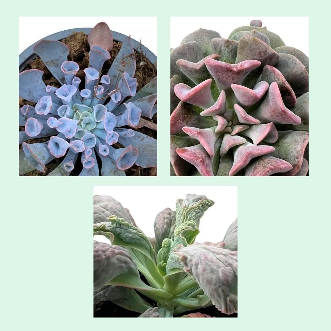 Lote Echeverias Curiosas - 3 ejemplares