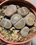 Lithops sp. grises M 5.5 (planta piedra, piedra viva)
