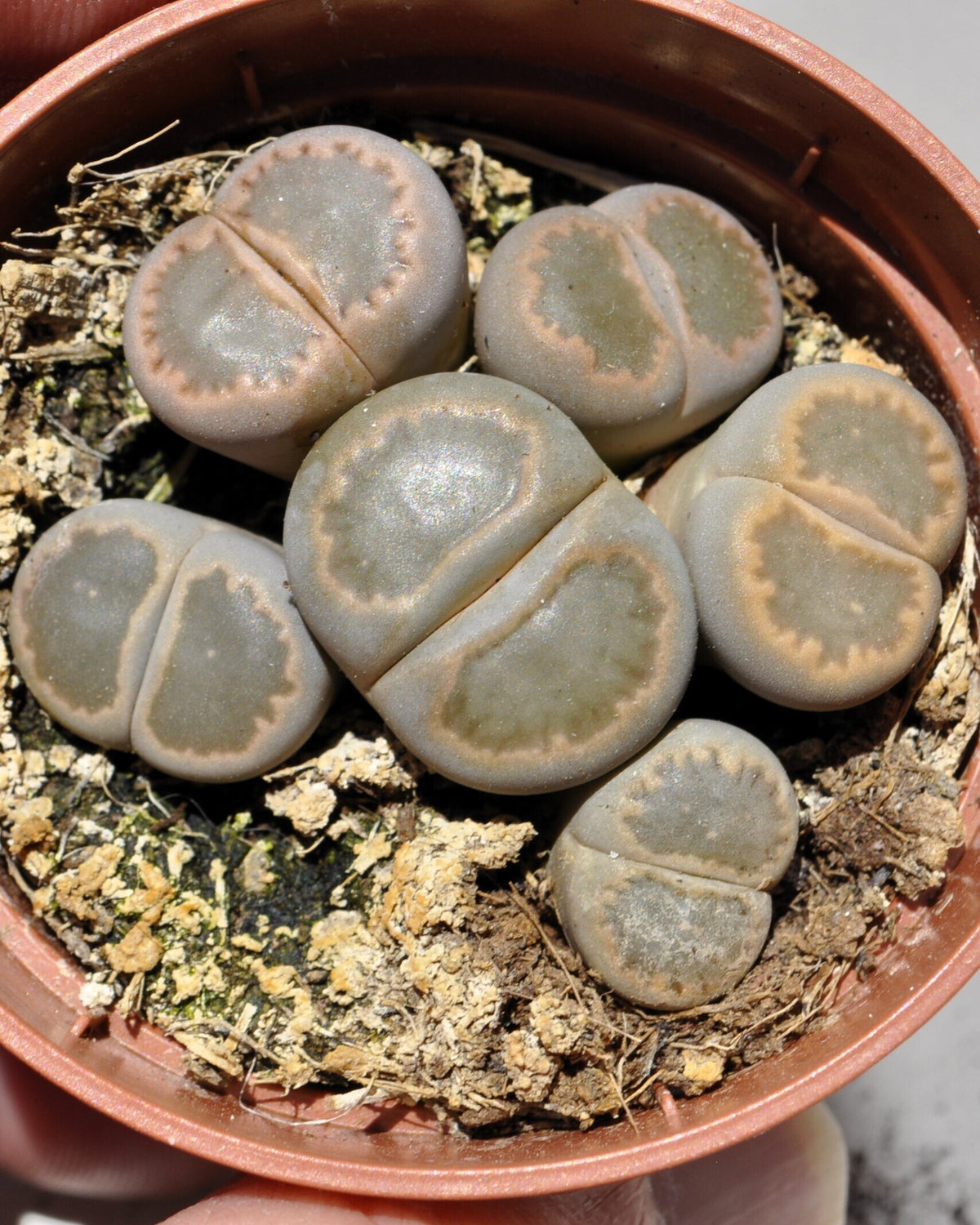 Lithops sp. grises M 5.5 (planta piedra, piedra viva)
