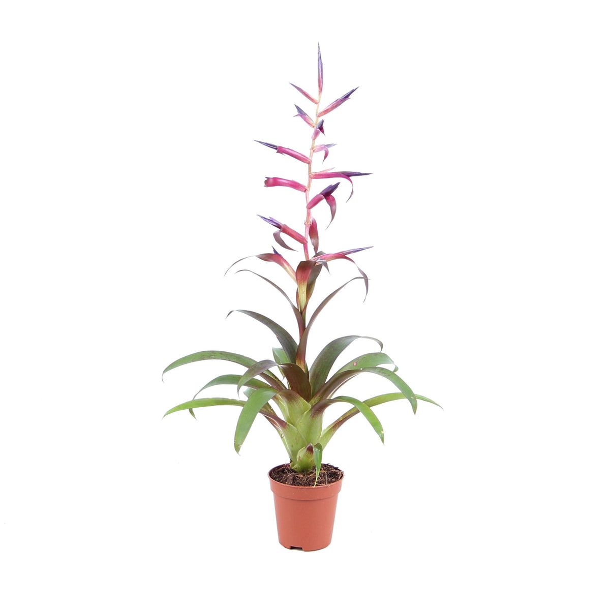 Tillandsia leiboldiana 'Mora' [en flor y con maceta]