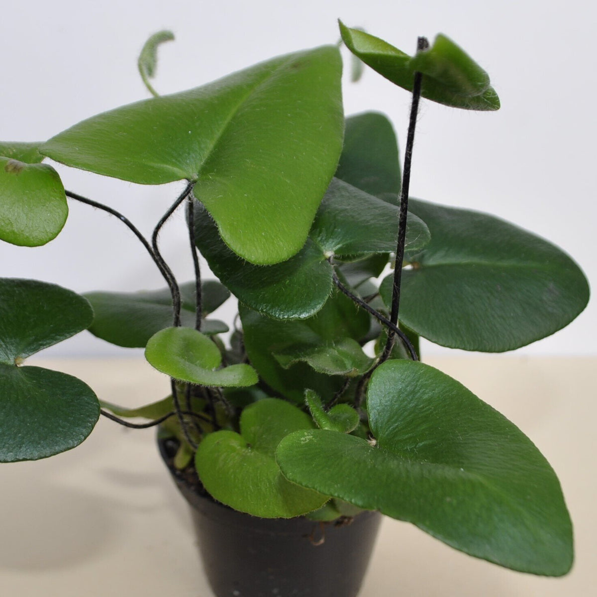Hemionitis arifolia (samambaia-coração)