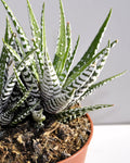 Haworthiopsis attenuata [= Haworthia attenuata] (planta cebra)