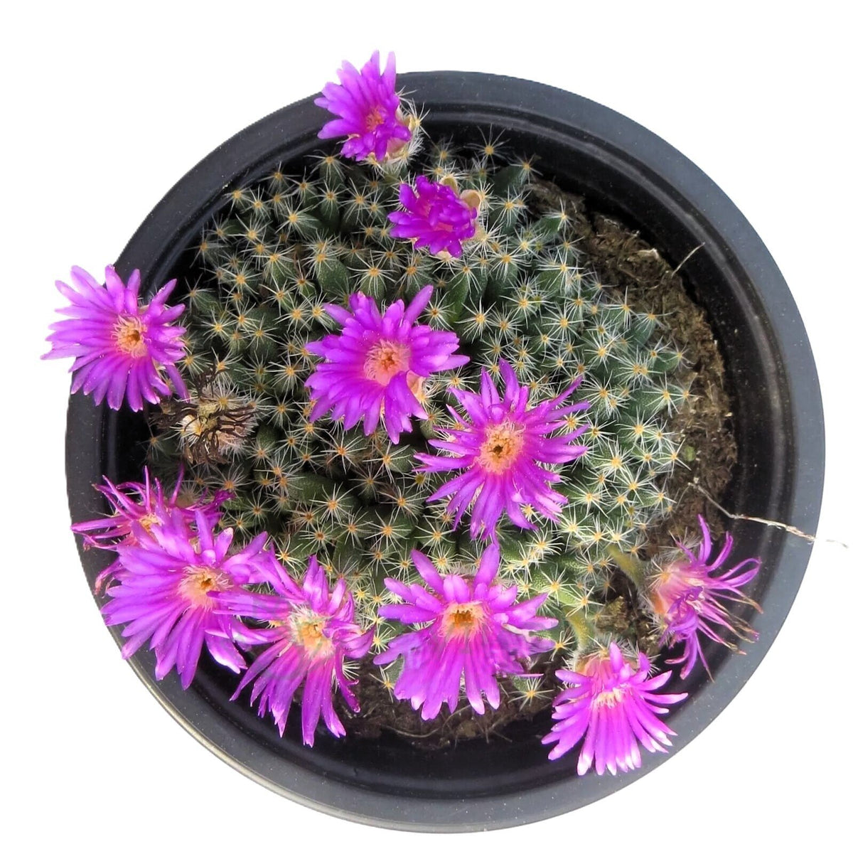 Trichodiadema densum (rosa do deserto em miniatura, bonsái africano)