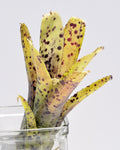 Neoregelia 'Anteia'