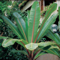 Musa ensete (bananeira-anã-vermelha) - Sementes