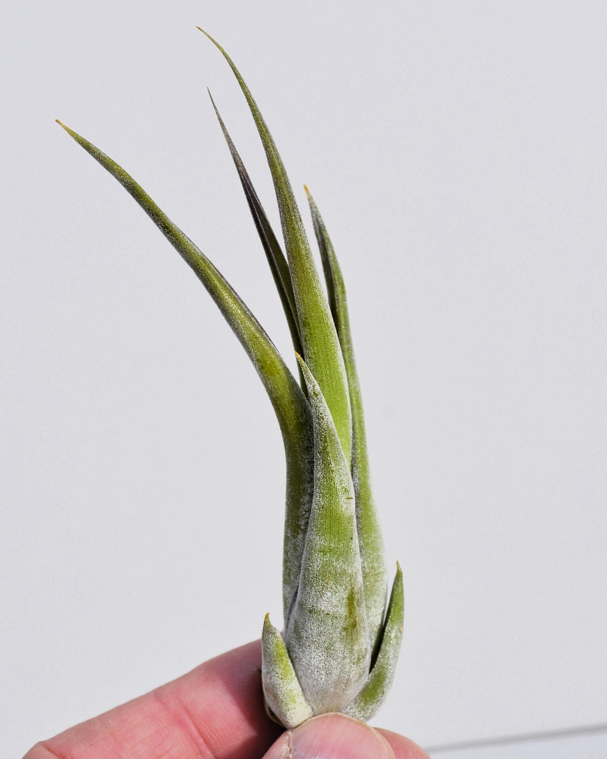 Tillandsia paucifolia