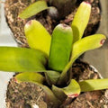 Neoregelia amandae