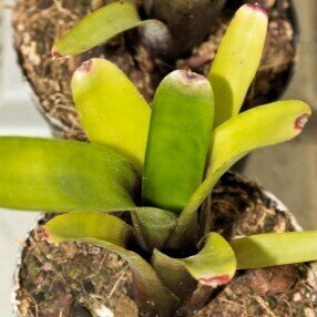 Neoregelia amandae