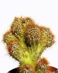 Cereus peruvianus var. monstruosus