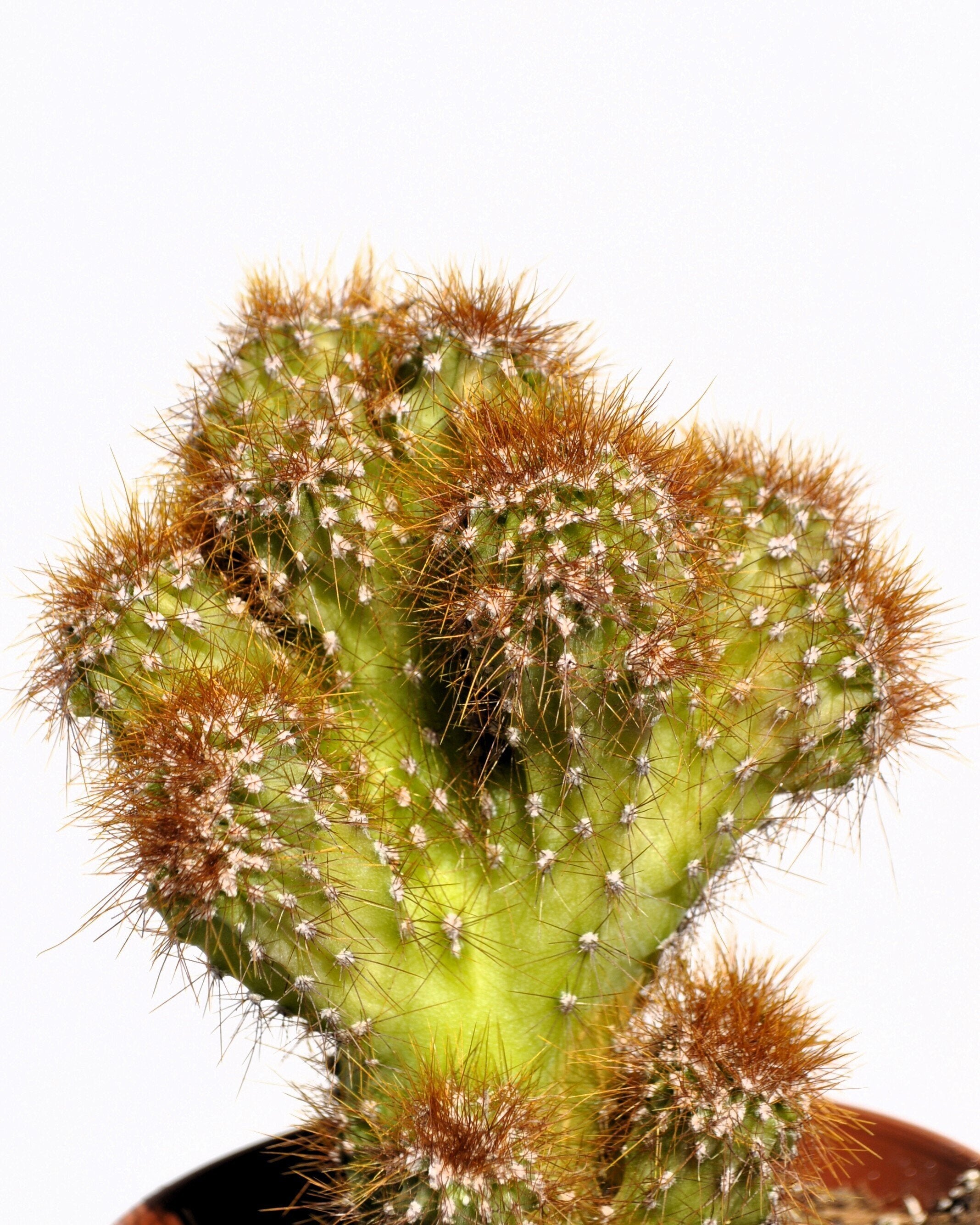Cereus peruvianus var. monstruosus