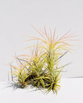 Tillandsia funckiana