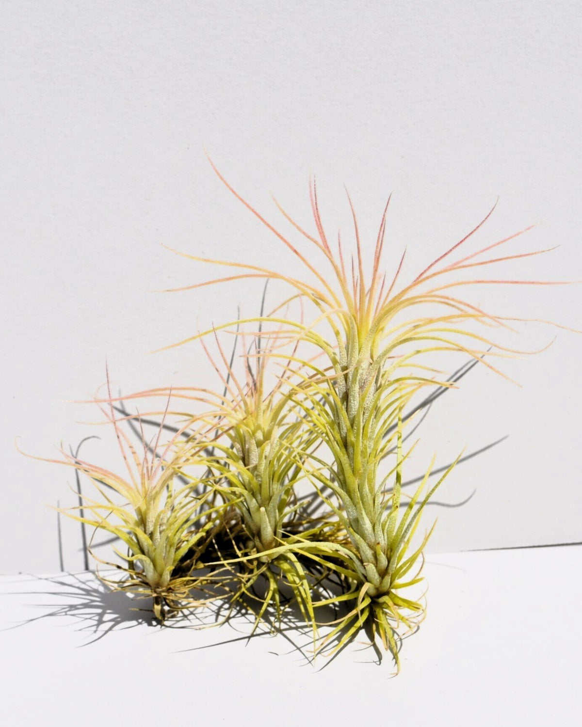 Tillandsia funckiana