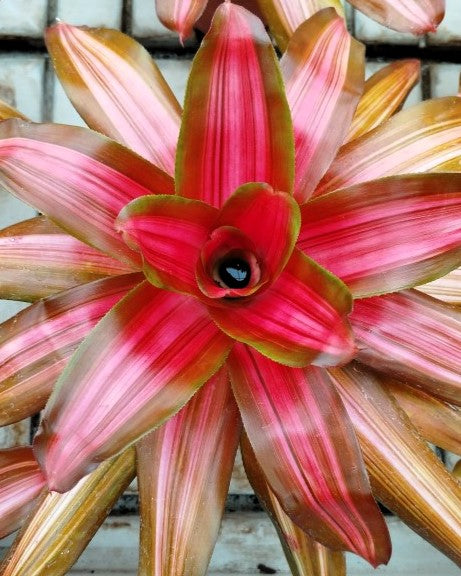 Neoregelia 'Vulcana'