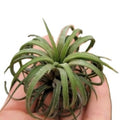 Tillandsia ionantha 'Curly' Planta del aire rizada