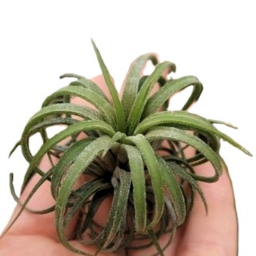 Tillandsia ionantha 'Curly' Planta del aire rizada